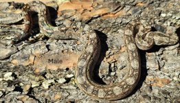 2024 Tarahumara Mtn Boa male-1.JPG