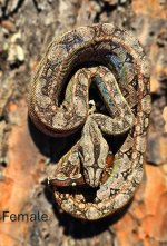 2024 Tarahumara Mtn Boa Female-2.JPG
