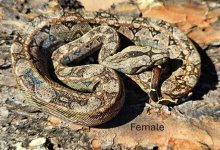 2024 Tarahumara Mtn Boa Female-1.JPG