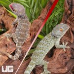 ug_Tokay_Gecko_4.jpg