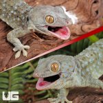 ug_Tokay_Gecko_3.jpg