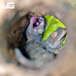 ug_Tokay_Gecko_2.jpg