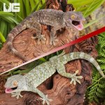 ug_Tokay_Gecko_1.jpg