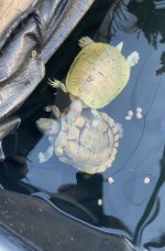 IMG_0898.jpeg