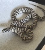 IMG_6881.jpeg