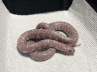 IMG_6811.jpeg