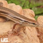 ug_Gravenhorts_Mabuya_4.jpg