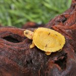 ug_baby_paradox_albino_turtle_2.jpg