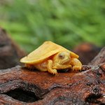 ug_baby_paradox_albino_turtle_3.jpg