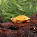 ug_baby_paradox_albino_turtle_4.jpg