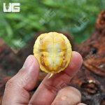 ug_baby_paradox_albino_turtle_1.jpg