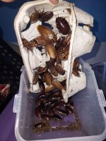 Bugs - large.jpg