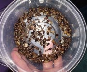 Bugs - babies.jpg
