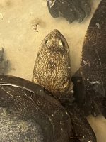IMG_3937.jpeg