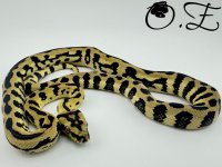 IMG_8359 Large.jpeg