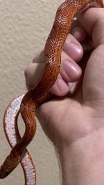 IMG_9103.jpeg
