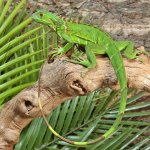ug_Yearling_Iguana_6.jpg