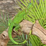 ug_Yearling_Iguana_1.jpg