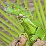 ug_Yearling_Iguana_3.jpg