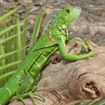 ug_Yearling_Iguana_4.jpg