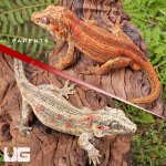 ug_Baby_Red_Striped_Gargoyle_Gecko_4.jpg