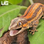 ug_Baby_Red_Striped_Gargoyle_Gecko_3.jpg
