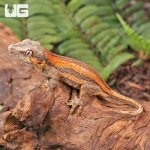 ug_Baby_Red_Striped_Gargoyle_Gecko_2.jpg