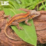 ug_Baby_Red_Striped_Gargoyle_Gecko_1.jpg