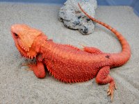 RM HJypotrans Male #4-BK, 18in, 285g, $800 - Small image.jpg