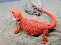 RM Hypo Het Trans Female #Z-BK, 16in, 234g, $500 - small image.jpg