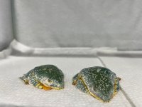 IMG_5506.jpg