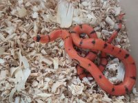Honduran -Fading Pattern Female 2023_pic b.jpg