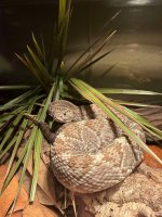 IMG_2883.jpeg