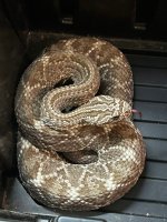 IMG_2884.jpeg