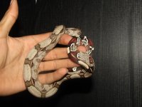 IMG_0677.jpeg
