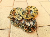 2022 Sonoran male 1.JPG