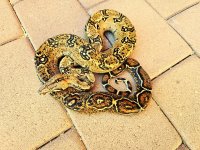 2022 Sonoran male 2.JPG