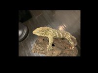 IMG_4306.jpeg