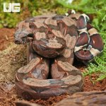 uyg_Yearling_Guyana_Redtail_Boa_3.jpg