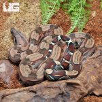 uyg_Yearling_Guyana_Redtail_Boa_2.jpg