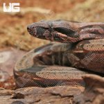 uyg_Yearling_Guyana_Redtail_Boa_1.jpg