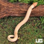 ug_Baby_Albino_Super_Anaconda_Hognose_Snake_5.jpg