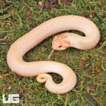 ug_Baby_Albino_Super_Anaconda_Hognose_Snake_3.jpg