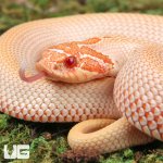 ug_Baby_Albino_Super_Anaconda_Hognose_Snake_2.jpg