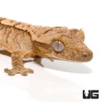 ug_baby_yellow_base_tiger_crested_gecko_1.jpg