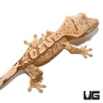 ug_baby_yellow_base_tiger_crested_gecko_2.jpg