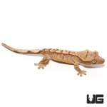 ug_baby_yellow_base_tiger_crested_gecko_3.jpg