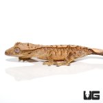 ug_baby_yellow_base_tiger_crested_gecko_4.jpg