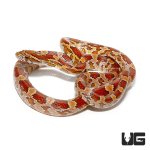 ug_new_baby_classic_cornsnake_4.jpg