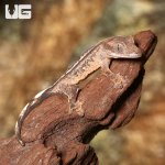 ug_crested_gecko_7_1.jpg